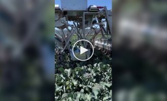 Агробот для сборки брокколи