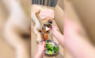 The owner tricked the dog and forced him to eat cabbage