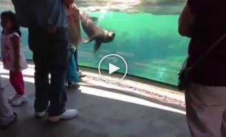 Морской лев играет с девочкой