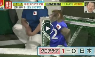 This is the kind of football we need - how real monkeys play