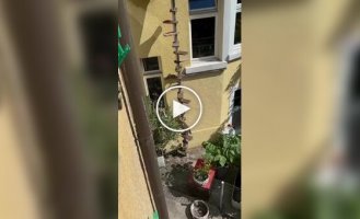 Лестница для кота