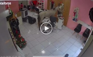 В салон красоты в Бразилии зашла лошадь