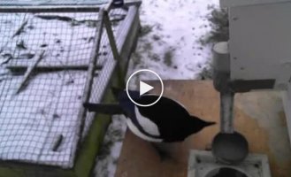 Swedish magpies work for the benefit of society - they remove garbage from the streets