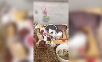 Мини-беговая дорожка для хомяков