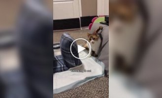 Кормушка для кошки-инвалида