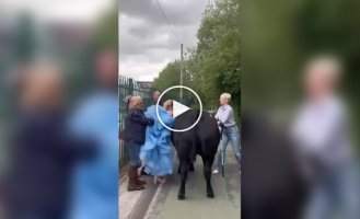 Школьница приехала на выпускной на корове