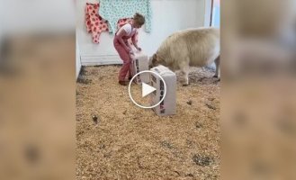 Happy Calves: When Life is Better Than Humans