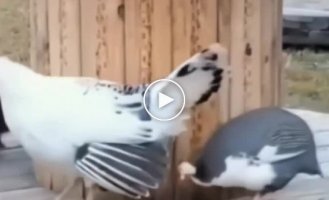 A strange round dance of animals and birds made the Internet laugh