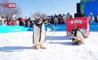 The annual penguin parade took place in Harbin, China