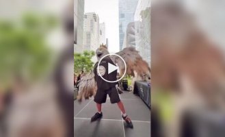 В Нью-Йорке прошел фестиваль голубей