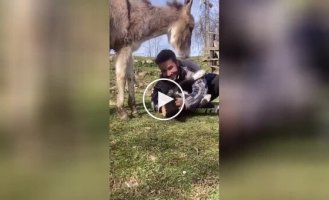 “I want it too!”: the donkey demanded a hug from the man