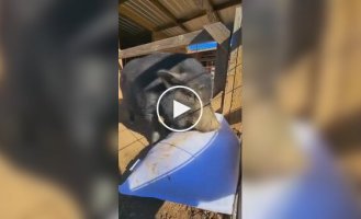 Знайшов щастя: домашній кабанчик став мегазіркою через реакцію на подарунок господині