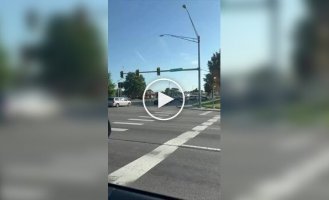A motorist was touched by a moment in the life of geese