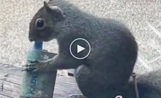 Британские белки подсели на вейпы