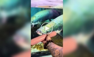 Arapaima: one of the largest freshwater fish in the world