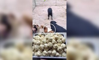 Собаки пришли на завтрак
