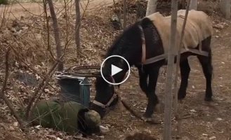 Конь, который знает как помочь своему хозяину на инвалидной коляске