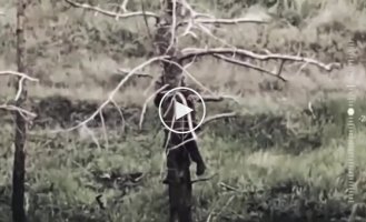 A kamikaze drone knocks an occupier out of a tree