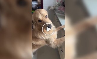 The dog was caught red-handed