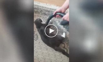 The owner vacuums his cat
