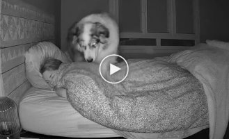 Прихована камера показала, що робить собака вночі