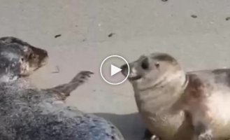 The cutest fight between two seals
