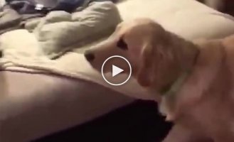 Мужчина надел костюм в виде любимой игрушки своего пса