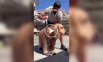 A dog met Chewbacca at an amusement park