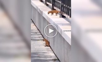 Куница помогает своему малышу: трогательный момент