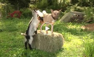 Собака кормилица