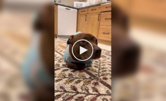 Собака выросла среди кошек