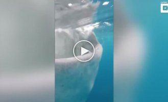 Дайвера из Норвегии чуть не засосало в пасть китовой акулы