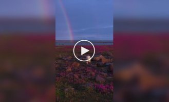 Білі ведмеді серед квітів