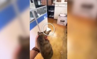 Девушка воспользовалась услугами уличного кота
