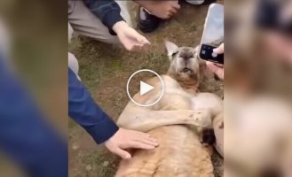 Kangaroo pretended to faint to fool tourists