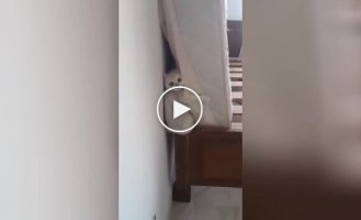 The cat hid from the owner's vacuum cleaner