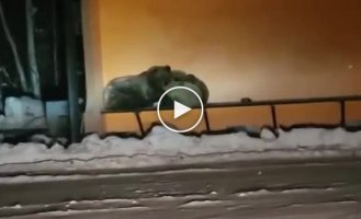 In Kamchatka, a she-bear with cubs was hiding from a blizzard at a bus stop