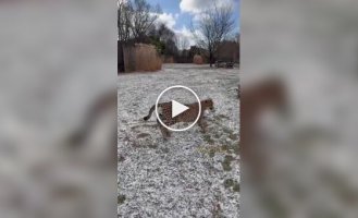 Гепарды гоняются за мячом