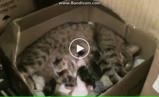 Бездомная кошка попросилась в дом, чтобы родить котят