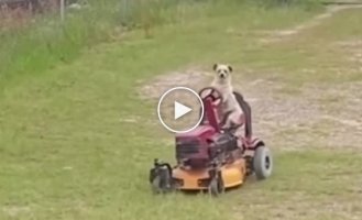 The dog is riding a lawnmower in the yard