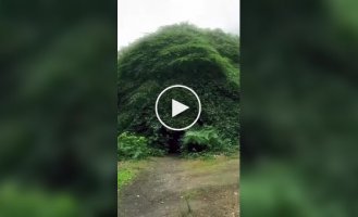 Тайная комната под кроной
