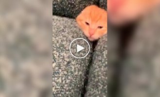 Кот попал в западню