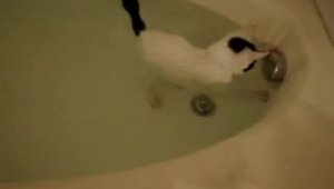 Кот, любящий воду