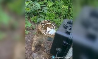 Дикий котенок играет с фотоловушкой