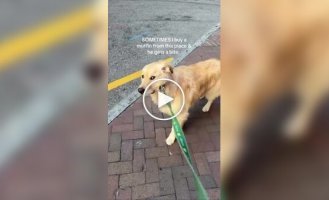 A dog terrorizes a girl if she doesn’t go to her favorite coffee shop