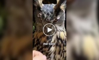 Чарівні сови