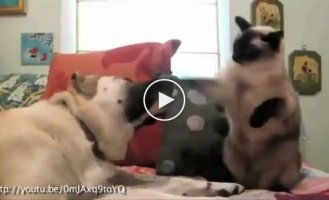 Кошки против собак. Бой насмерть