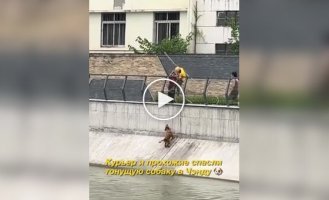 Курьер спас тонущую собаку