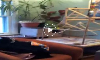 Попугай подслушал