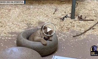 Папа-лев и его львенок впервые встретились в зоопарке трогательное видео